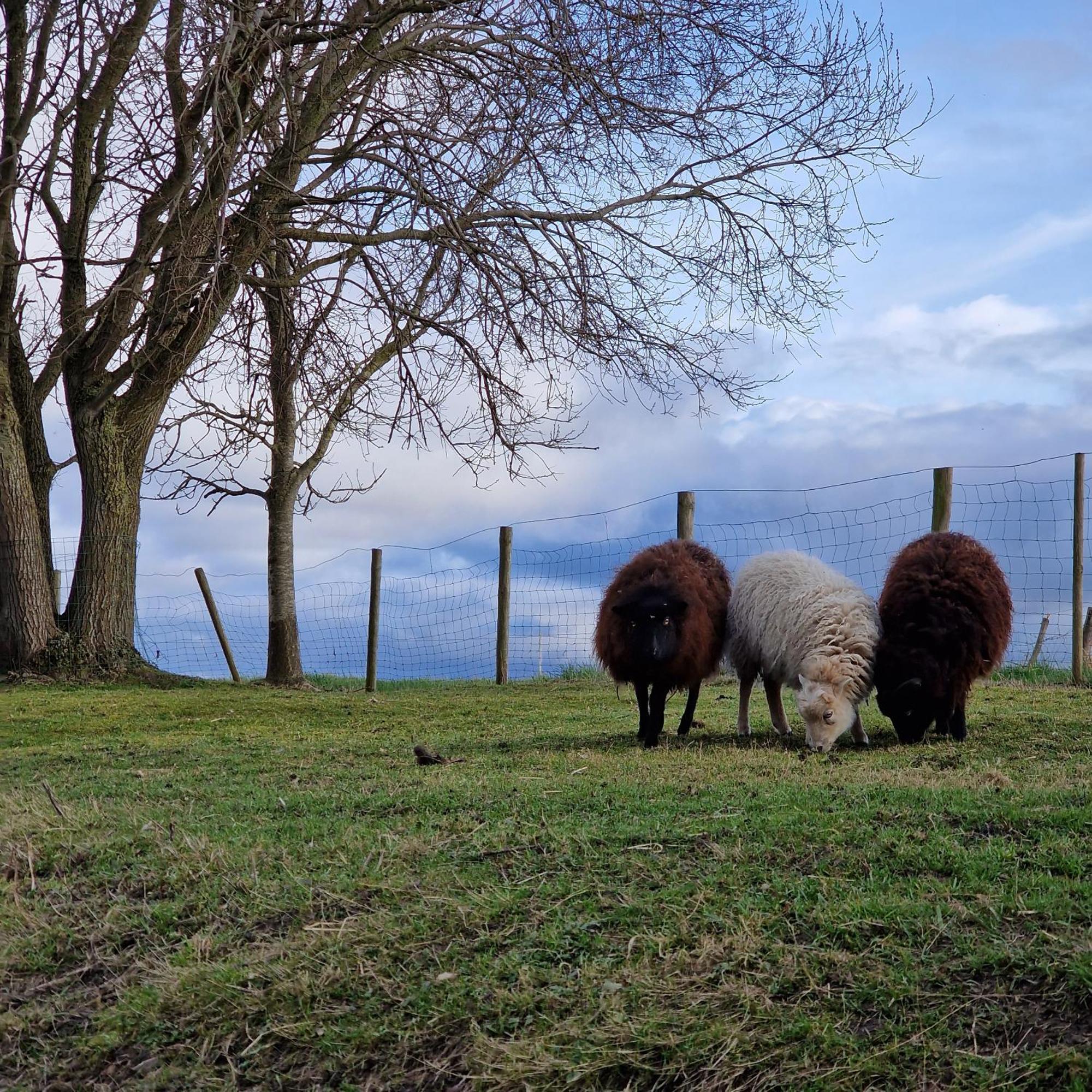 Huize Dijkwater Dreischor Dış mekan fotoğraf